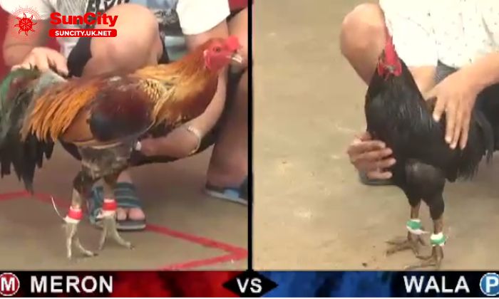 Đa dạng hình thức đá gà