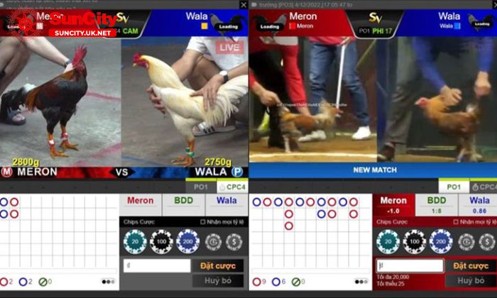 Bí quyết luôn thắng khi chơi cá cược đá gà Suncity